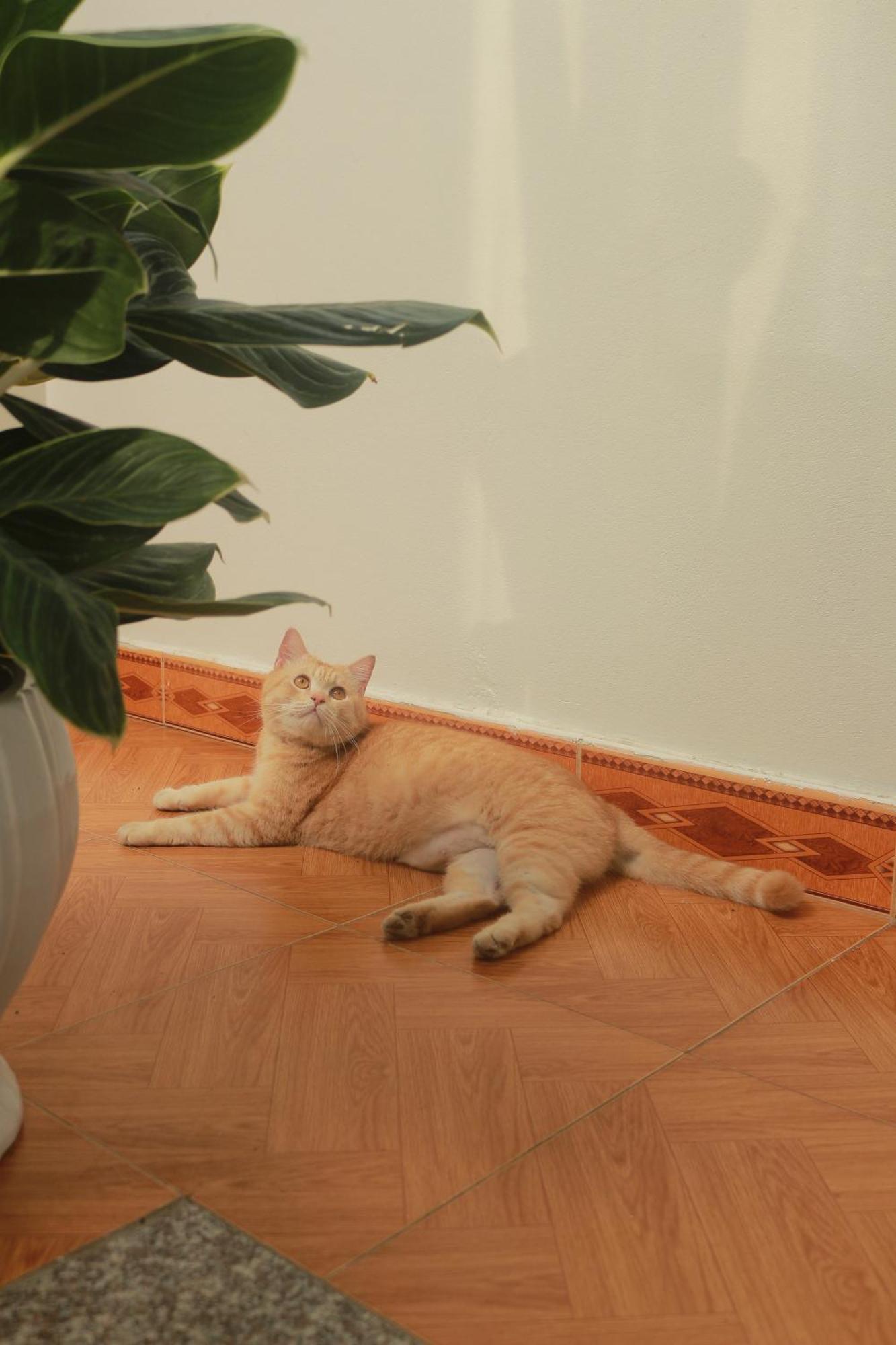 הא גיאנג Lazy Cat Homestay - Motorbikes Rental & Tours מראה חיצוני תמונה